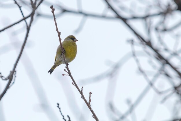 Verdone maschio (Chloris chloris) sull'albero, orario invernale Verdone europeo