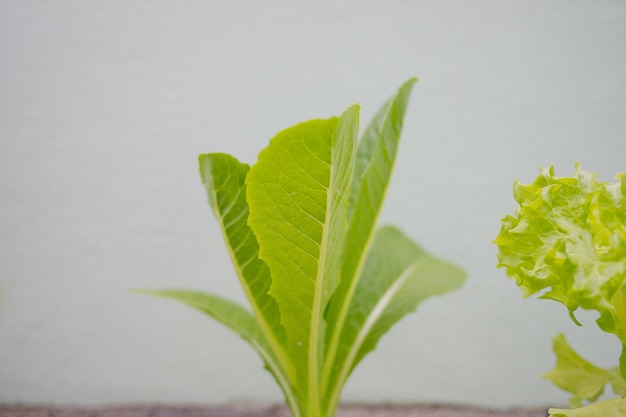 verdura biologica fresca, foglia verde