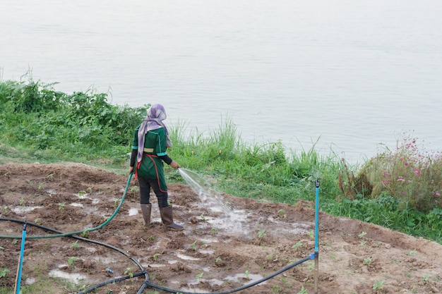 Verdura d&#39;innaffiatura del coltivatore con il tubo di gomma nella campagna della Tailandia.