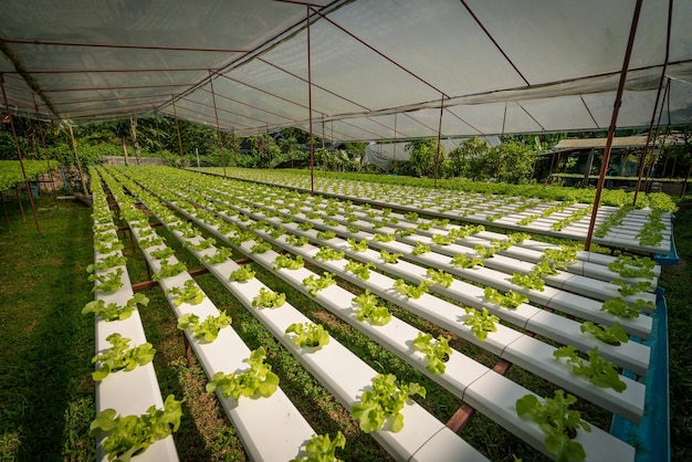 Verdura di insalata organica idroponica verde in fattoria, Thailandia.