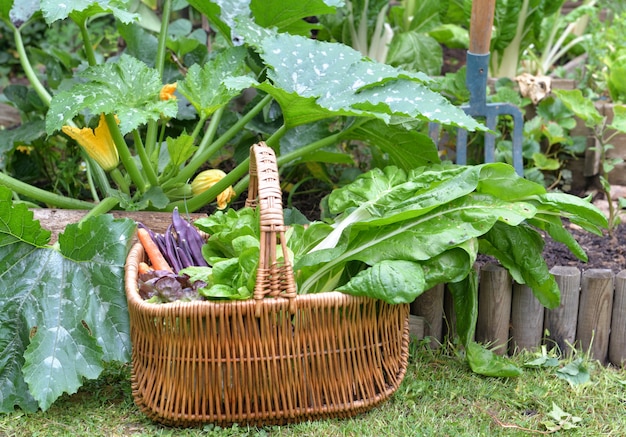 Verdura fresca in un cestino di vimini disposto in erba davanti alla pianta di zucchine in giardino
