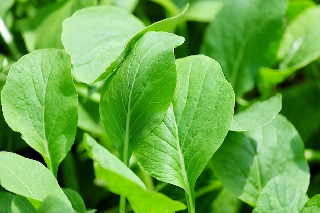 Verdura verde falsa di Pakchoi nell'azienda agricola