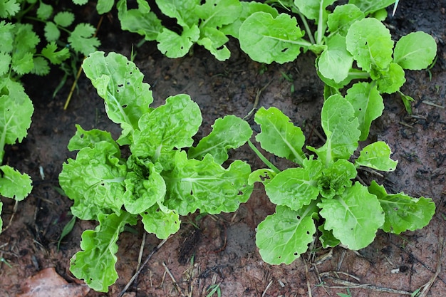 Verdura verde nell'orto per la salute alimentare e l'agricoltura concept design Coria biologica