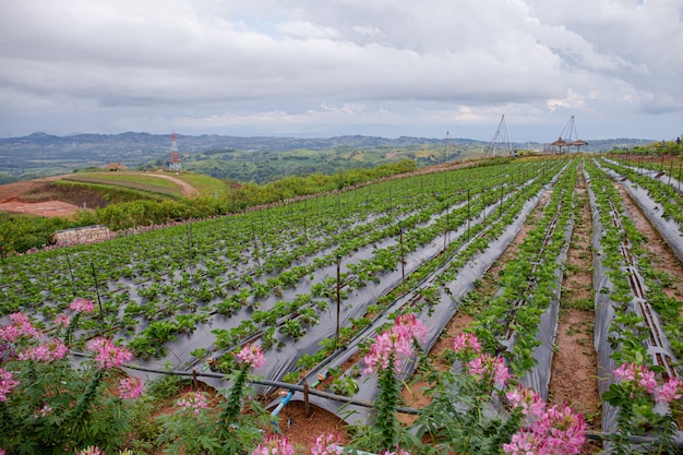 verdura verde sulla montagna