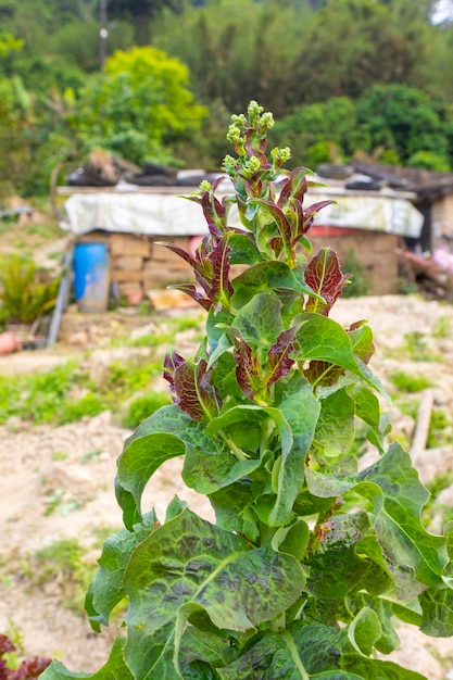 Verdure amaranto foglie rosse lattuga dolce raccolta dell'orto primaverile