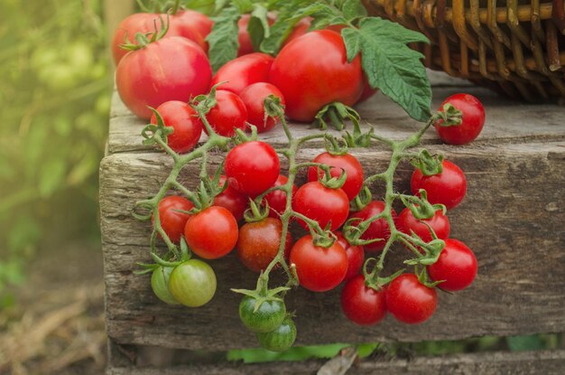 Verdure appena raccolte da agricoltori locali Verdure biologiche sane su sfondo di legno