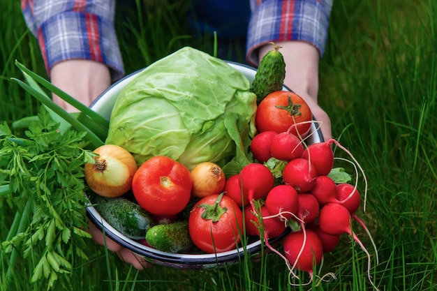 Verdure appena raccolte Il contadino tiene in mano una ciotola di verdure fresche