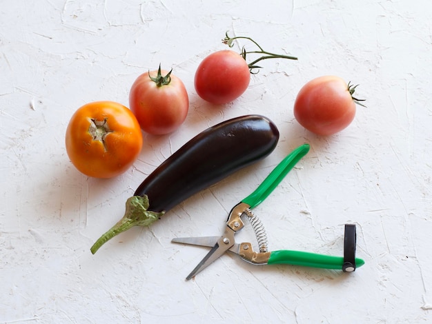 Verdure appena raccolte su fondo strutturato bianco