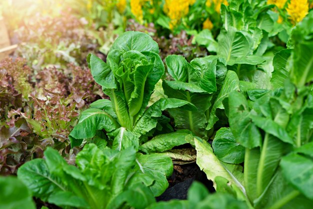 Verdure biologiche. Concetto di impianto idroponico