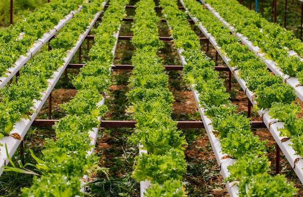 Verdure biologiche in azienda