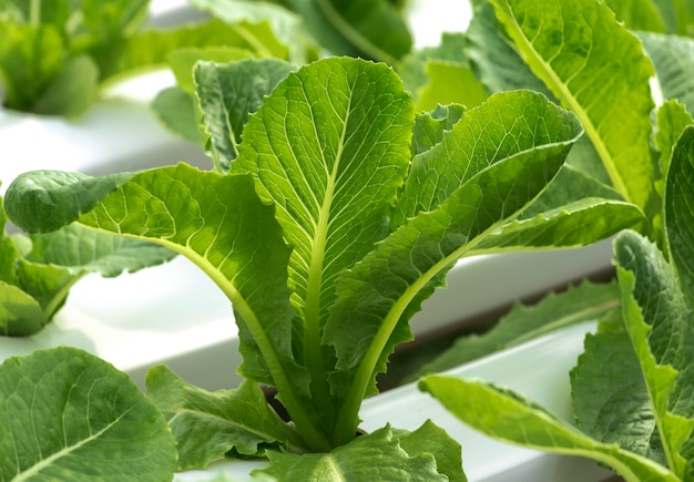 Verdure biologiche in azienda