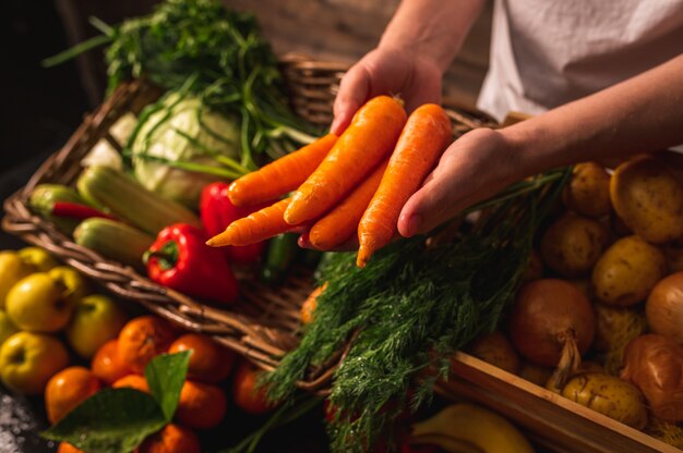 Verdure biologiche. Mani degli agricoltori con carote appena raccolte. Carote biologiche fresche. Mercato di frutta e verdura