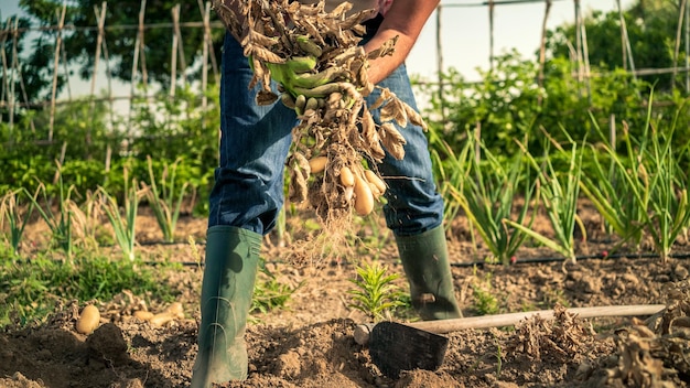 Verdure biologiche Patate fresche nelle mani del contadino maschio Raccolto in campo