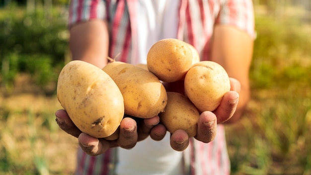 Verdure biologiche Patate fresche nelle mani del contadino maschio Raccolto in campo