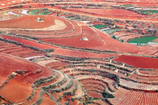 Verdure crescenti della terra rossa in Dong Chuan, Cina