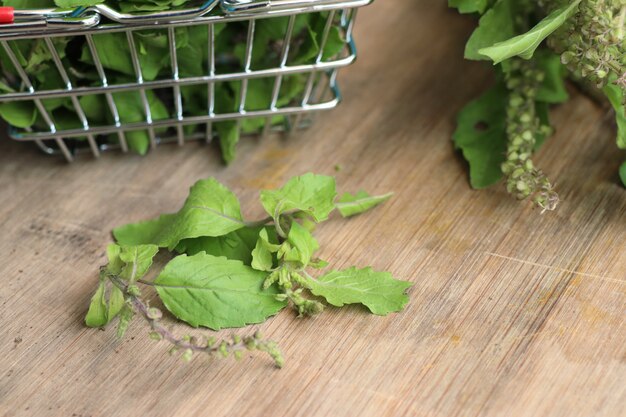 Verdure di basilico fresco alle erbe