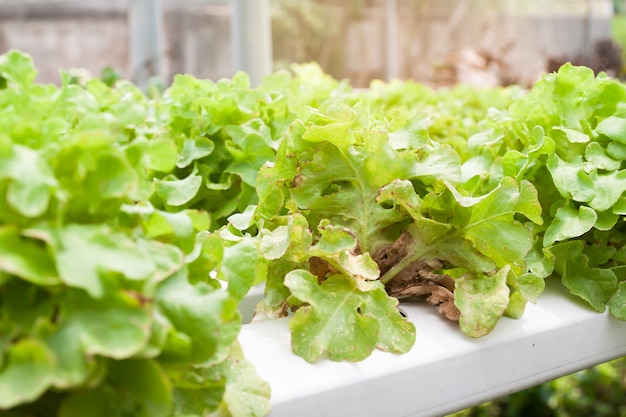 Verdure di coltura idroponica di insetti nocivi danneggiate da parassiti e malattie