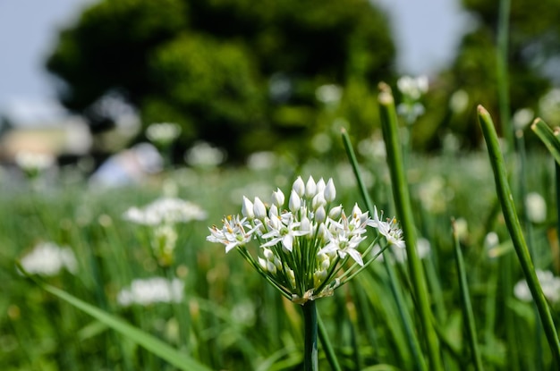 Verdure di erba cipollina porro