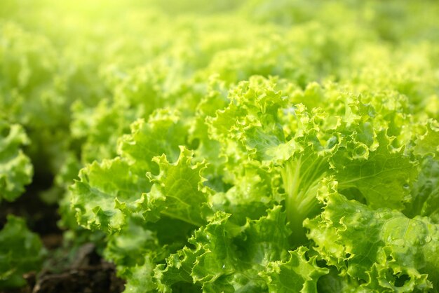 Verdure di insalata verde crescono in trame. Primo piano di insalata - girato in studio