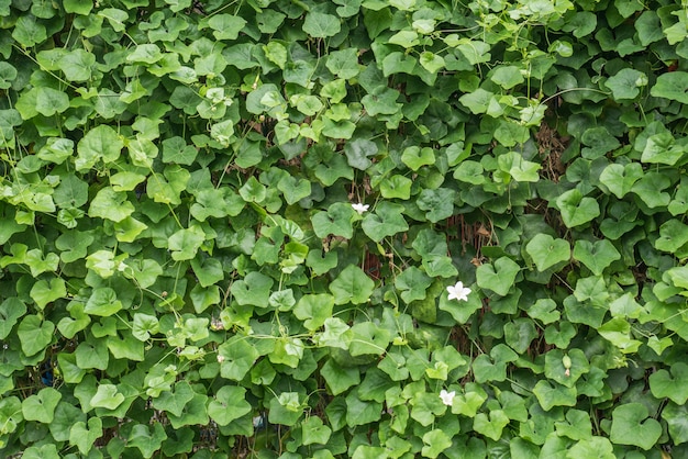 Verdure di zucca sulla trama del muro