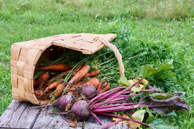 Verdure fresche a radice crude di carote e barbabietole sono state sparse dal cesto caduto