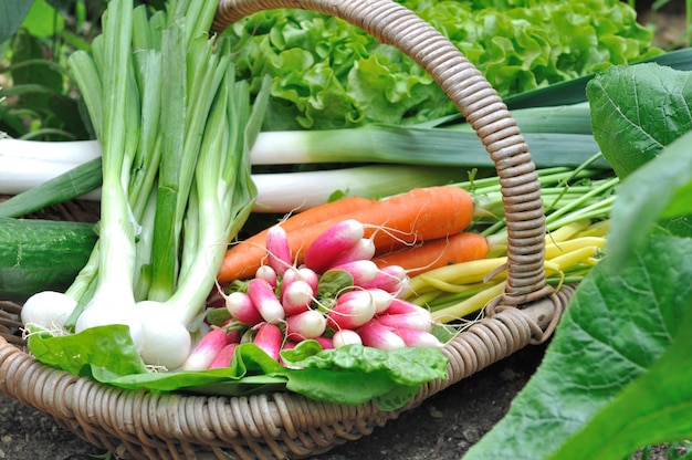 Verdure fresche dal giardino