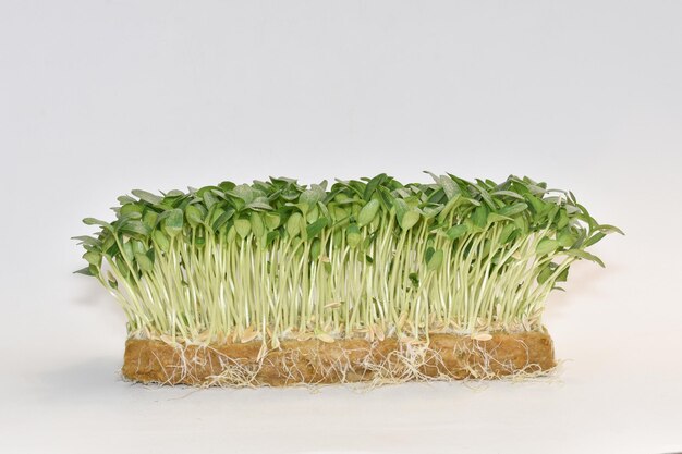 Verdure fresche di microgreens del germoglio