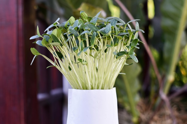 Verdure fresche di microgreens del germoglio