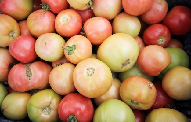 Verdure fresche e biologiche del fondo dei pomodori