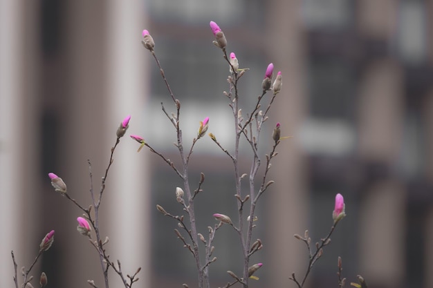 Verdure fresche Foglie giovani su un albero Un cespuglio con foglie luminose Colori vivaci della primavera