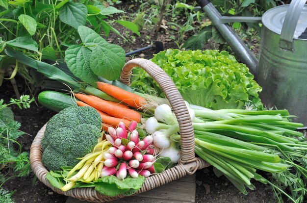 Verdure fresche in giardino