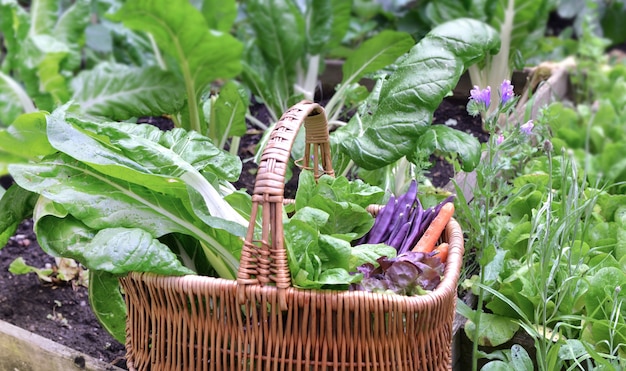 Verdure fresche in un cesto di vimini messo su un orto