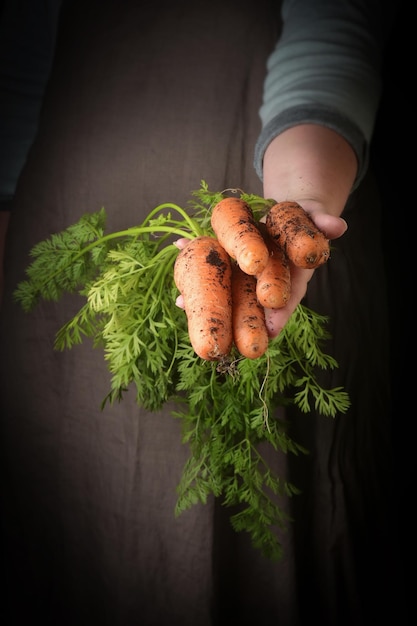 Verdure fresche raccolte biologiche Mani degli agricoltori con carote fresche in primo piano