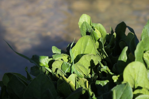 verdure fresche sane Foglie di crescione e spinaci vicino alla riva del fiume