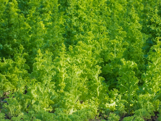 Verdure in crescita e verdure a foglia verde. È un alimento per gli amanti della salute.