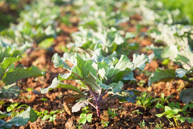 Verdure nel campo vegetale