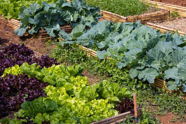 Verdure nel cortile Giardino ecologico