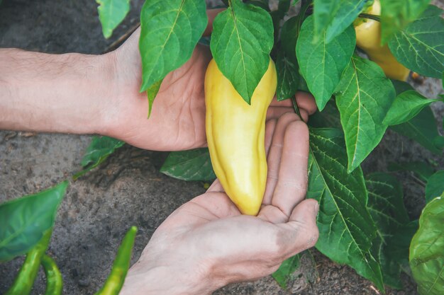 Verdure organiche fatte in casa nelle mani di peperoni maschi.