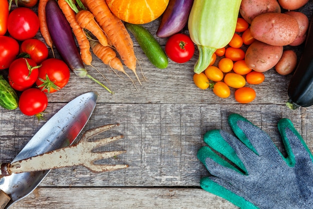 Verdure organiche fresche differenti dell'assortimento e strumenti di giardinaggio su stile country