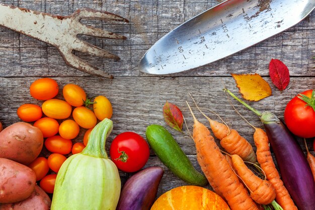 Verdure organiche fresche differenti dell'assortimento e strumenti di giardinaggio sulla tavola di legno stile country. Il giardino locale produce cibo pulito