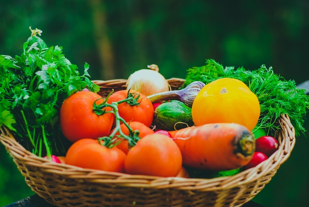 Verdure organiche fresche nel cestino