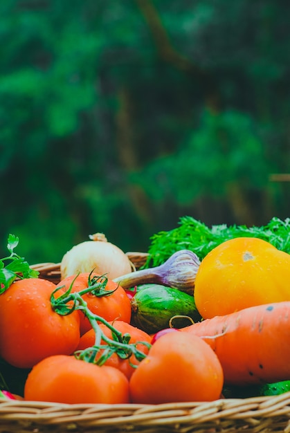 Verdure organiche fresche nel cestino