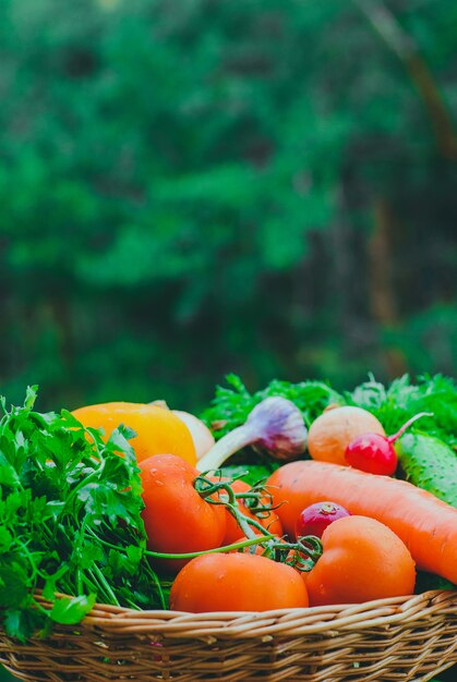 Verdure organiche fresche nel cestino