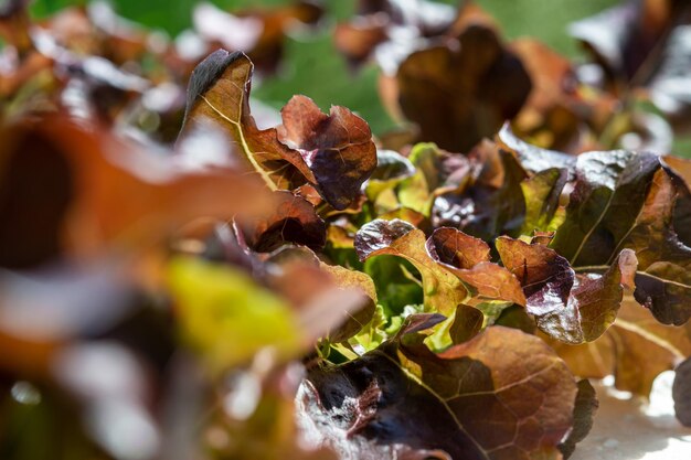 Verdure scolpite, alberi piccoli, alberi medi, alberi grandi pronti per essere tagliati. Il taglio è disponibile in b