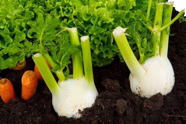 Verdure sul letto di humus del suolo isolato su sfondo bianco