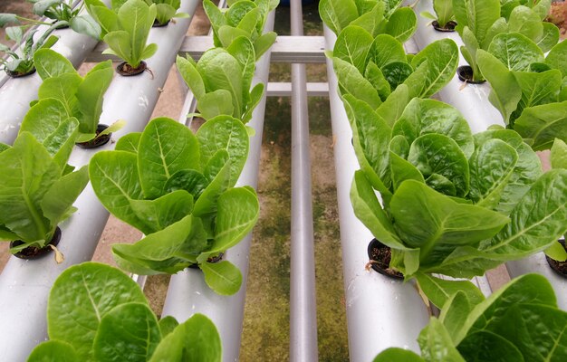 Verdure verdi fresche di Tatsoi coltivate in vasi idroponici.