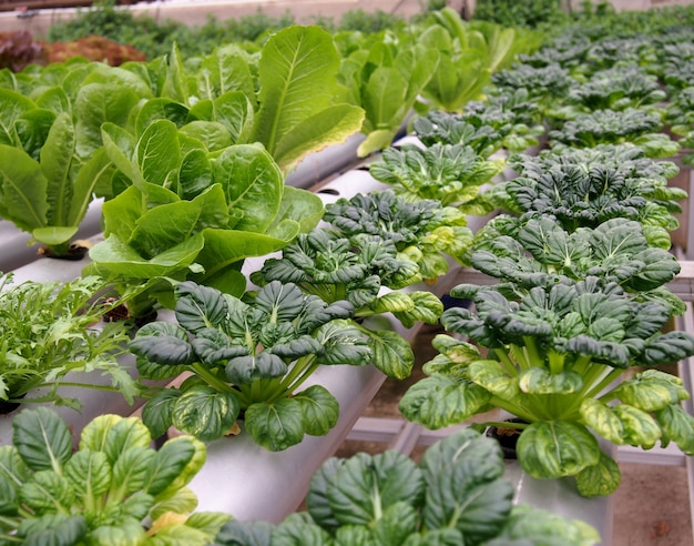 Verdure verdi fresche di Tatsoi coltivate in vasi idroponici.