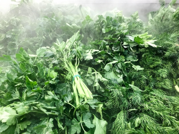 Verdure verdi fresche ecologiche di piante di prezzemolo, aneto, insalata, rucola, cipolle