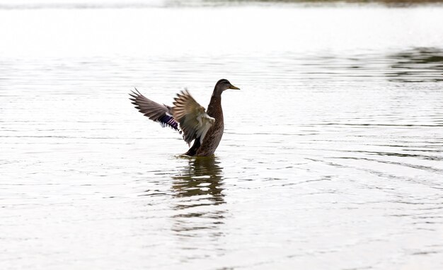 Vere anatre vive in natura, anatre selvatiche uccelli acquatici vicino al loro habitat, ambiente naturale per la vita degli uccelli selvatici