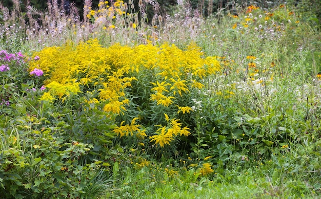 Verga d'oro fiore giallo Solidago